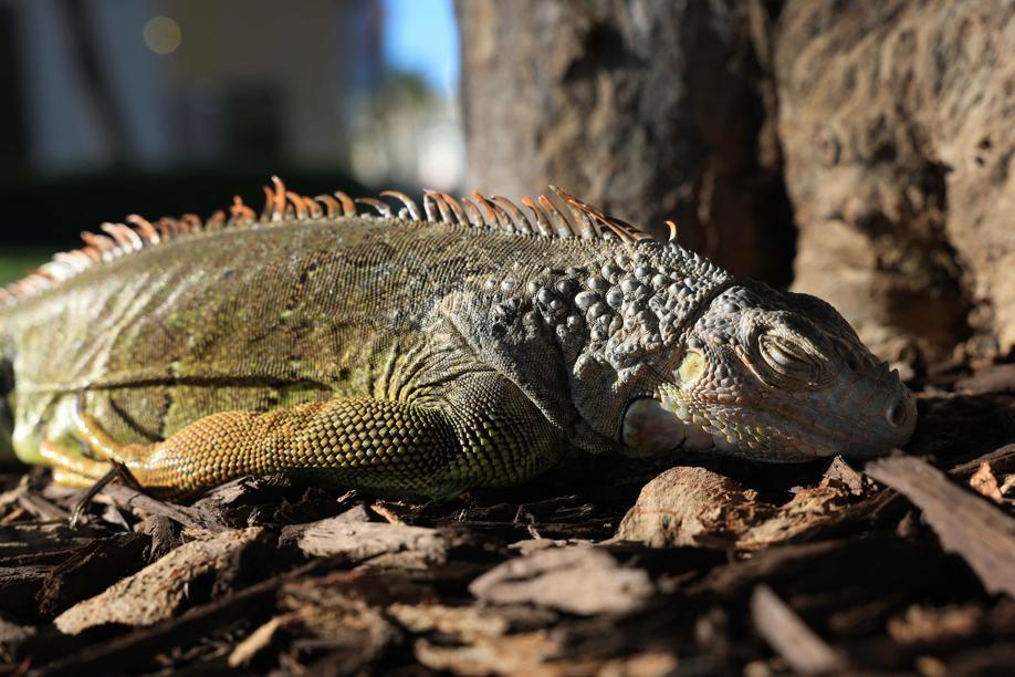 Florida, non solo lamantini infreddoliti: le iguane stordite dal gelo precipitano dagli alberi