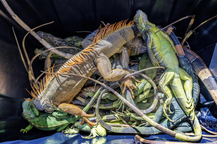 Le 5 mila iguane stordite dal freddo sono state tutte uccise: «Erano una specie invasiva e dannosa»