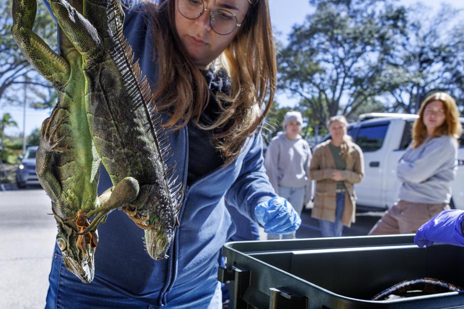 Le 5 mila iguane stordite dal freddo sono state tutte uccise: «Erano una specie invasiva e dannosa»