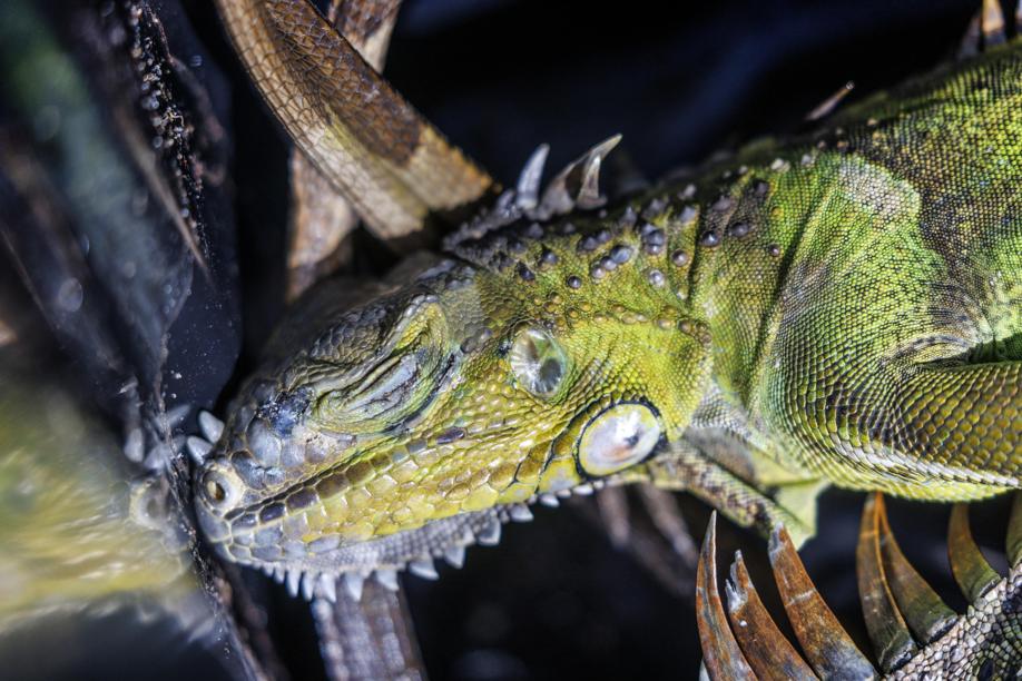 Le 5 mila iguane stordite dal freddo sono state tutte uccise: «Erano una specie invasiva e dannosa»