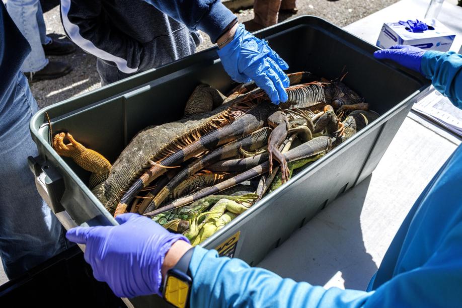 Le 5 mila iguane stordite dal freddo sono state tutte uccise: «Erano una specie invasiva e dannosa»