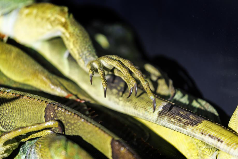 Le 5 mila iguane stordite dal freddo sono state tutte uccise: «Erano una specie invasiva e dannosa»