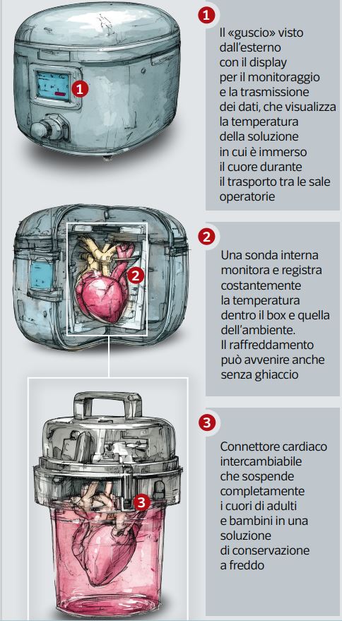 cuore
