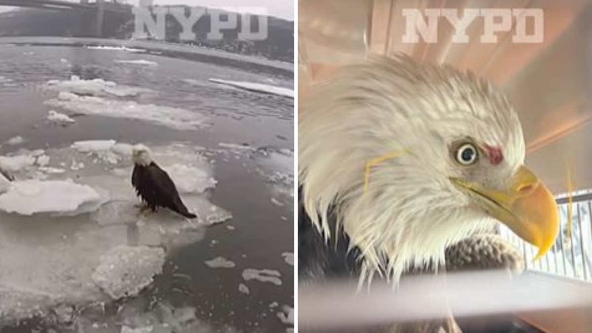 La storia dell'aquila calva ferita e salvata dalle acque ghiacciate del fiume Hudson
