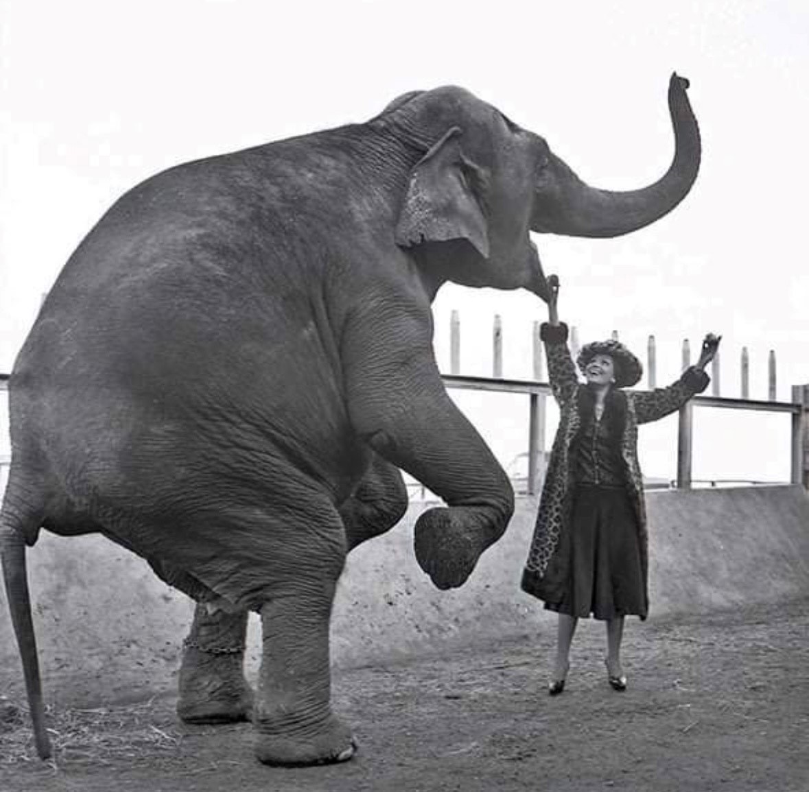 Stefano Orfei e Brigitta Boccoli: «Basta al circo con animali, i tempi sono cambiati. Moira ne sarebbe fiera»