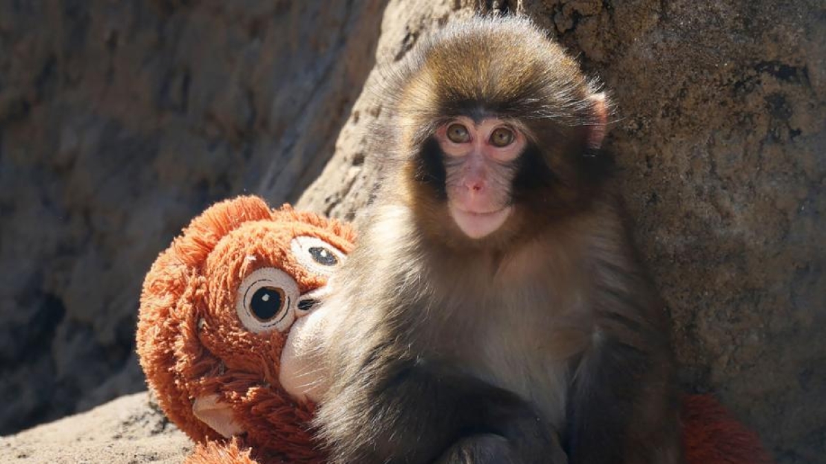 La storia del macaco Punch: rifiutato dopo la nascita, è cresciuto con una «mamma» di peluche dell'Ikea. Che ora ha il suo nome