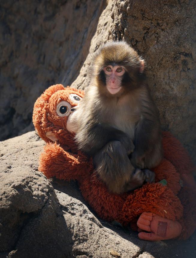 Punch, il macaco rifiutato dopo la nascita, è cresciuto con una «mamma» peluche