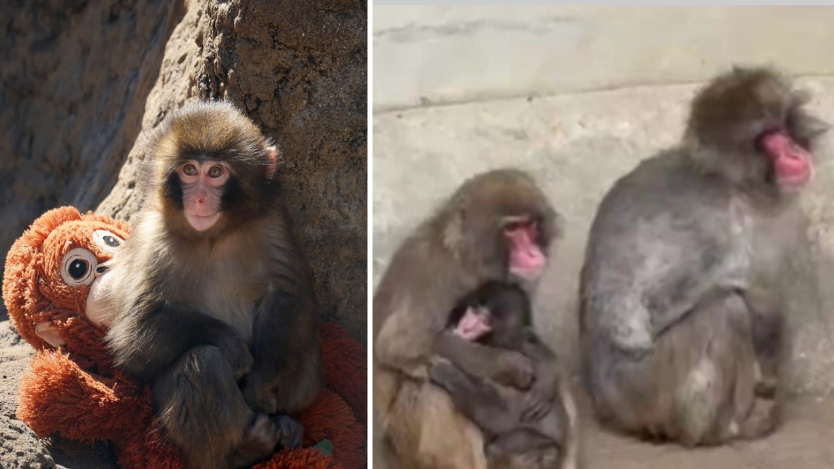 Punch, il macaco che abbracciava un peluche, è stato «accolto» dal gruppo: i primi segnali di accettazione