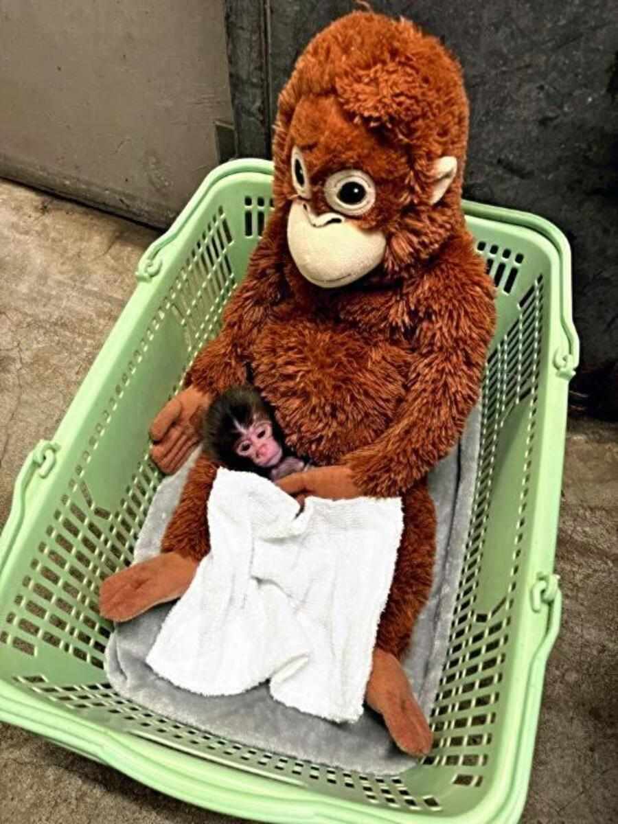 Punch, il macaco che abbracciava un peluche, è stato «accolto» dal gruppo: i primi segnali di accettazione
