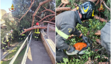 Roma, crolla un albero in via dei Fori Imperiali: tre persone ferite