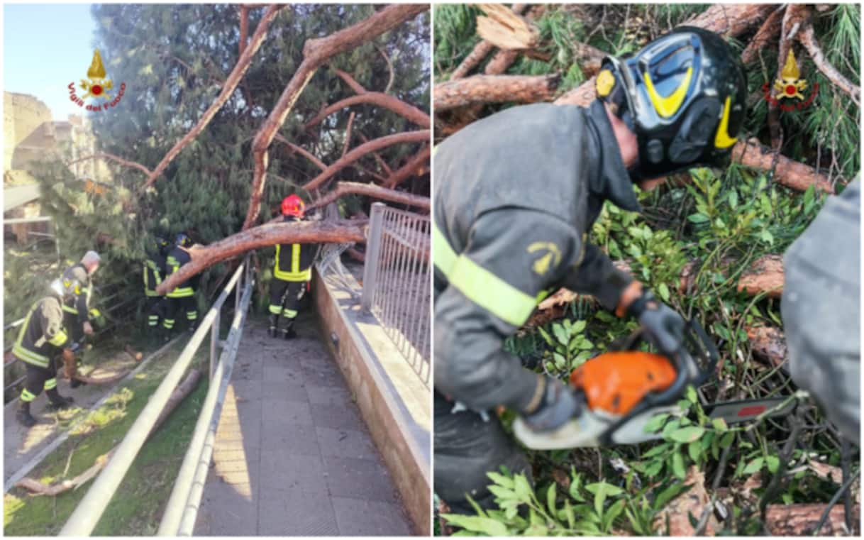 Roma, crolla un albero in via dei Fori Imperiali: tre persone ferite