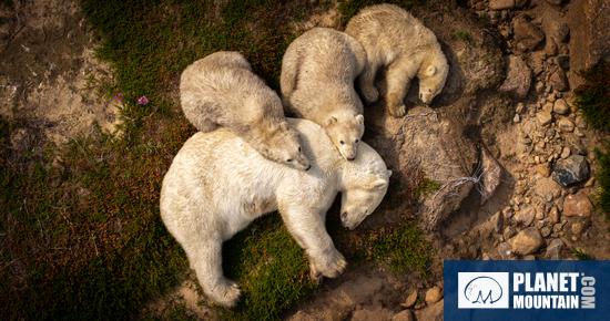 Wildlife Photographer of the Year lancia l'edizione 2026 del People’s Choice Award