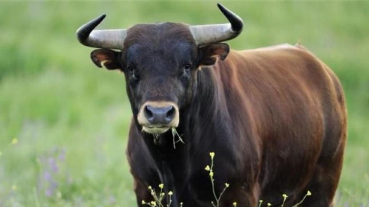 Taranto, 80enne muore dopo essere stato incornato da un toro: tragedia nelle campagne di Crispiano
