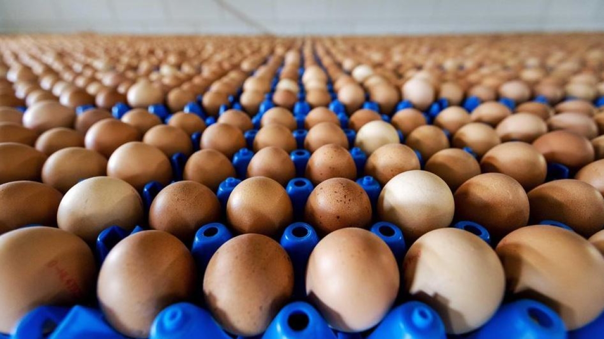 Uova, perché la domanda cresce (+20% in tre anni) e con l’offerta limitata salgono i prezzi? Il problema dei rincari, non solo negli Usa