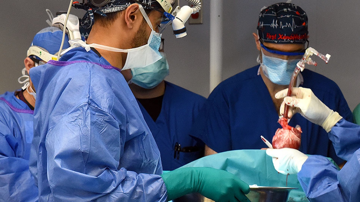 Xenotrapianto di cuore, medici e scienziati scrivono le nuove «regole» (e i limiti)