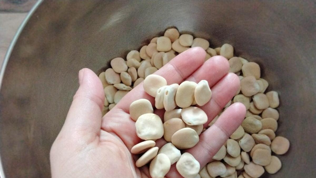 Intossicazione alimentare per i lupini secchi prodotti in provincia di Ravenna: «Hanno provocato confusione mentale, lotto ritirato dal commercio»