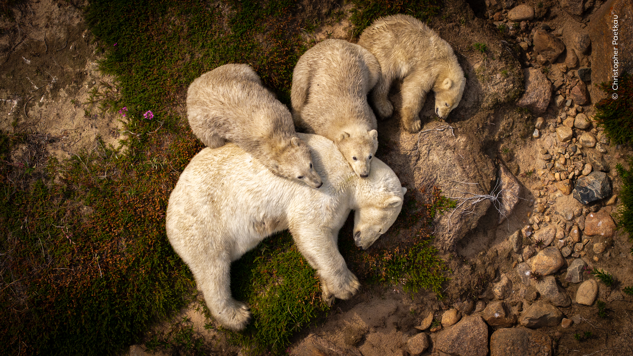 La lince iberica che gioca con la sua preda: ecco la foto naturalistica più bella dell'anno (per il pubblico)