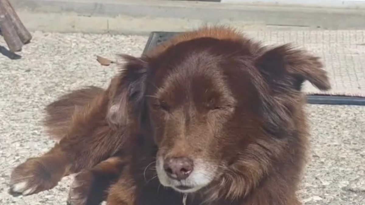 Arezzo, travolge e uccide un cane dopo che il proprietario lo ha invitato a rallentare