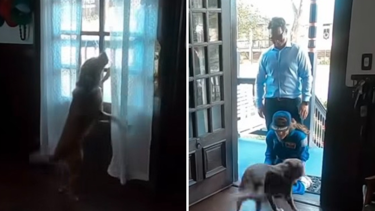 Come ti accoglie il tuo cane se rientri dallo spazio? Ce lo dice il saluto di Sadie a Christina Koch, astronauta di Artemis II