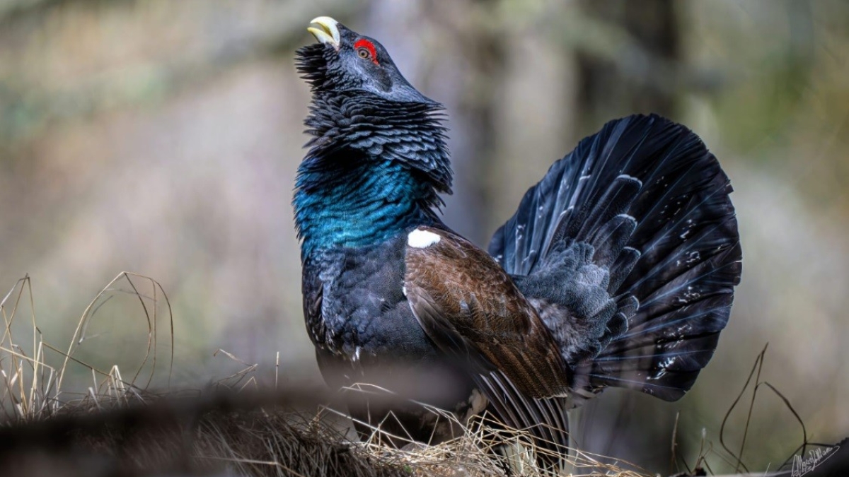 L'incontro con il gallo cedrone del fotografo Mario De Marco: «Ho fatto di tutto per non disturbarlo: è testimone di un ecosistema che funziona»