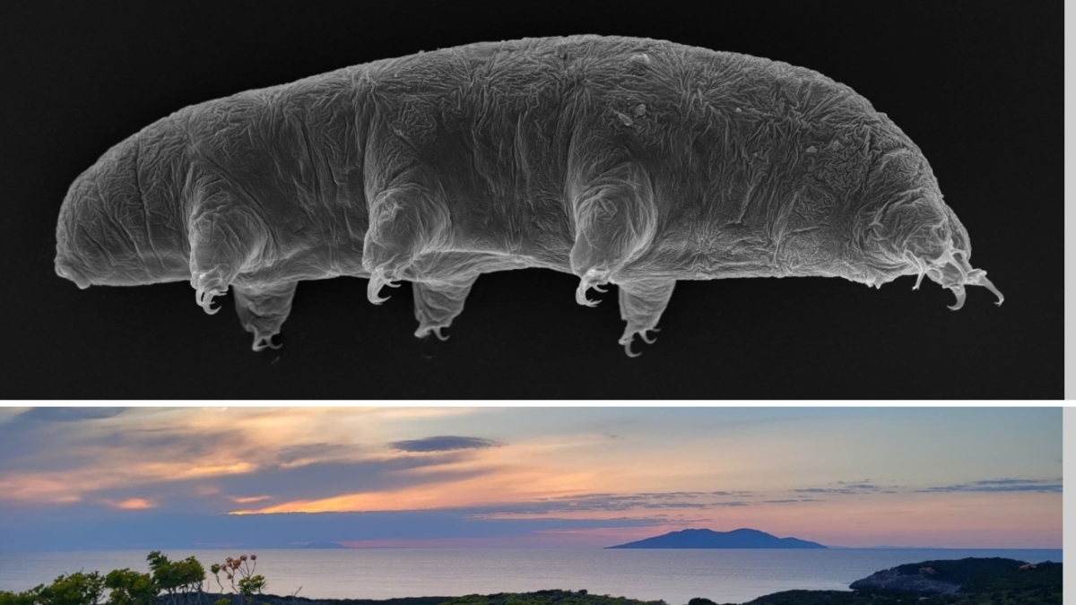 Scoperta una nuova specie di «orsetto d'acqua» a Giannutri: si chiamerà Marietta come il «fantasma» dell'isola
