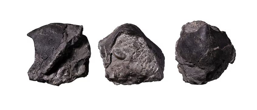 Il kraken non è fantascienza, è esistito davvero: era un polpo gigante carnivoro vissuto cento milioni di anni fa