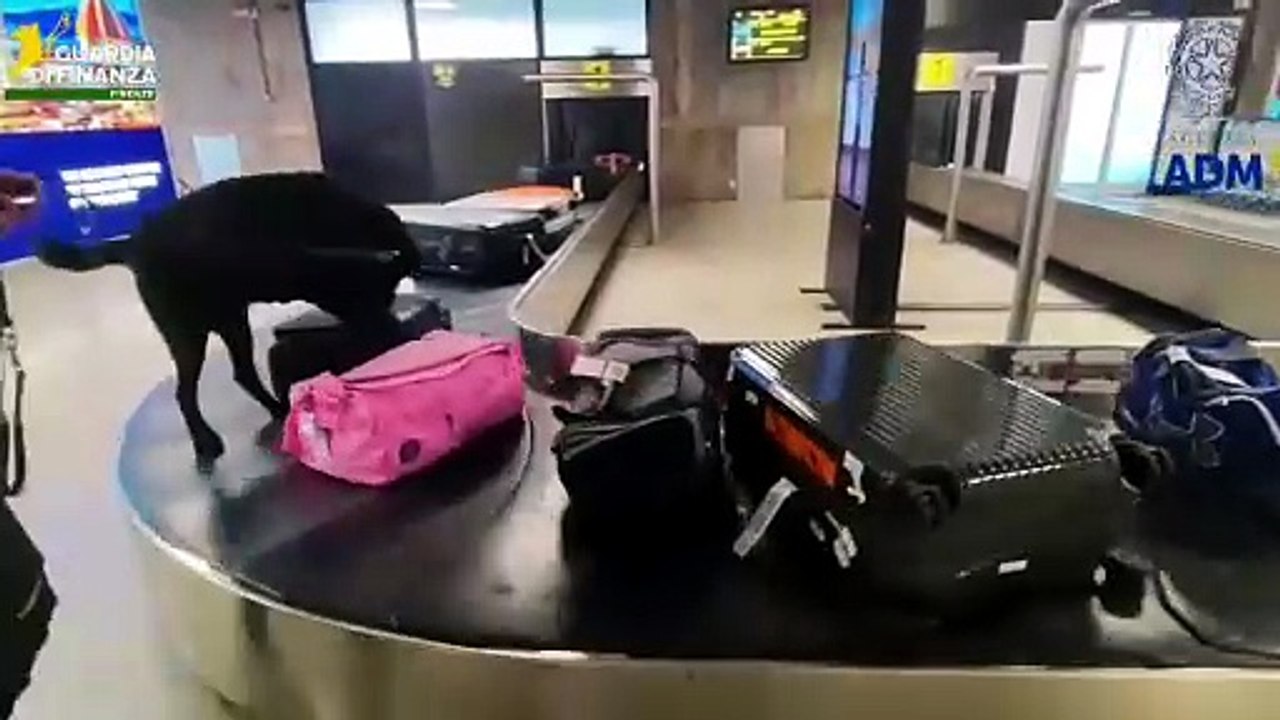 Viagra, Cialis, steroidi e dimagranti. Cinquemila farmaci intercettati all’aeroporto di Firenze