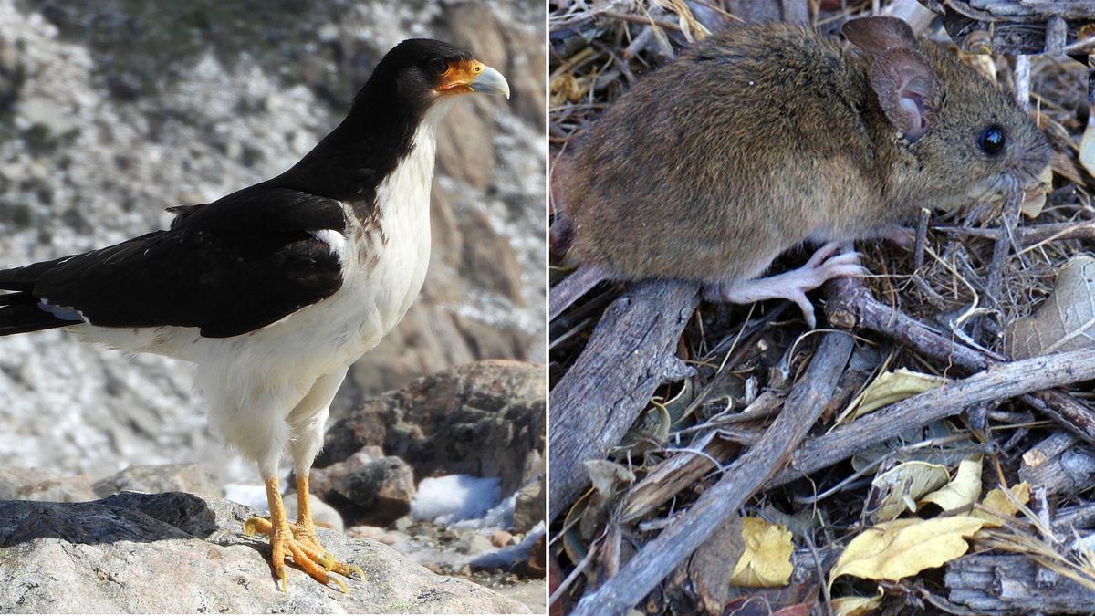 Hantavirus, il topo colilargo e il caracara dietro il focolaio