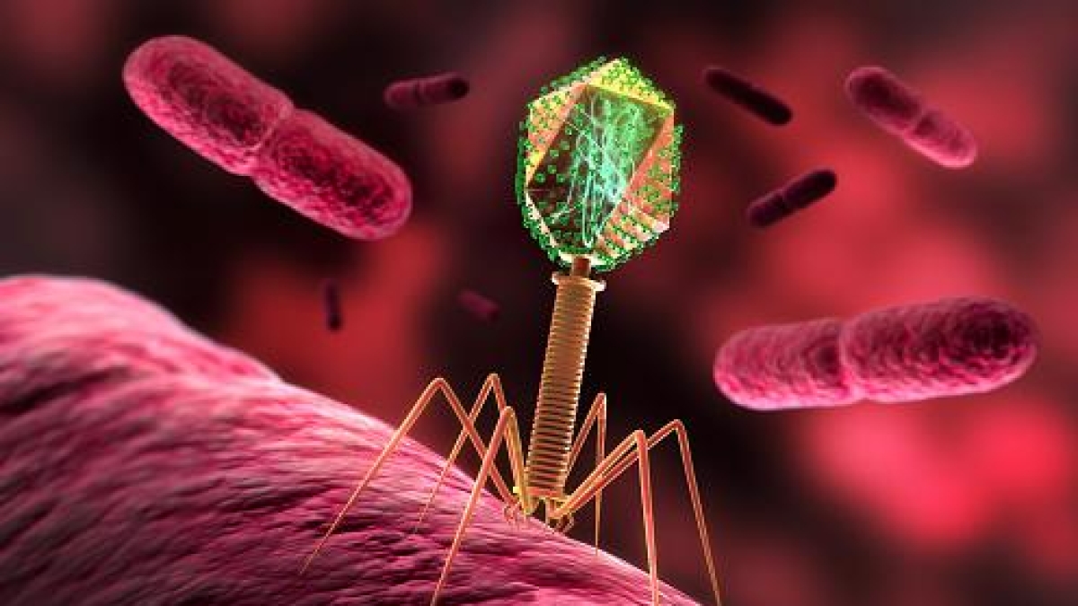 Antibiotico-resistenza, la nuova frontiera: virus batteriofagi e anticorpi contro i superbatteri