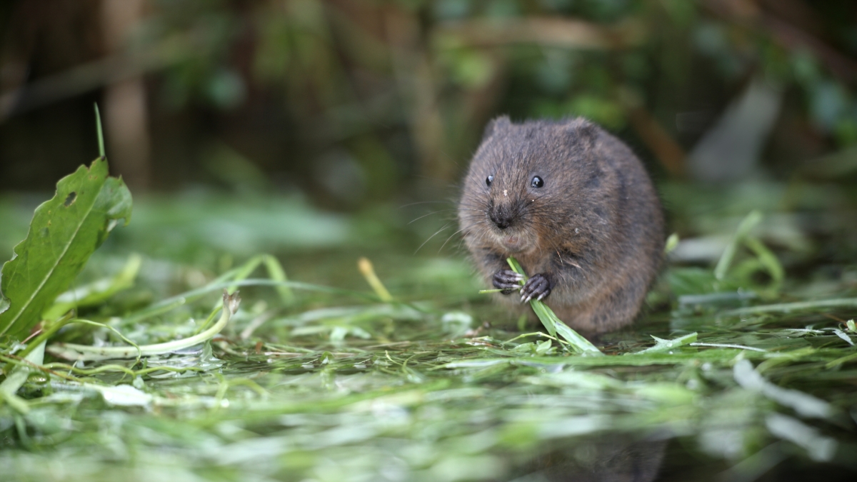 Lo pneumologo di Trieste: «Una grave polmonite e la fioritura dei faggi in Slovenia, così nel 2021 conobbi l'Hantavirus»