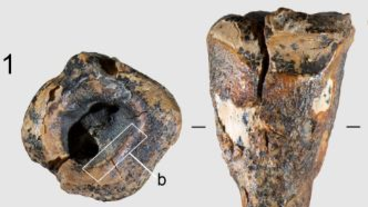 Il dentista di 59.000 anni fa: i Neanderthal trapanavano le carie con strumenti di pietra (e senza anestesia)