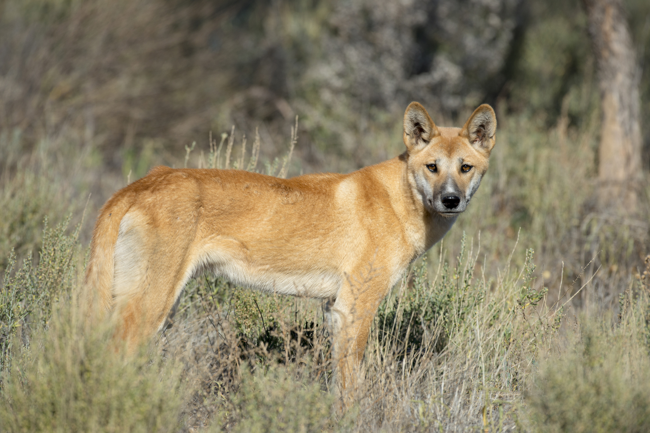 Scoperto il sepolcro di un dingo di mille anni fa: lo hanno seppellito con un rituale religioso