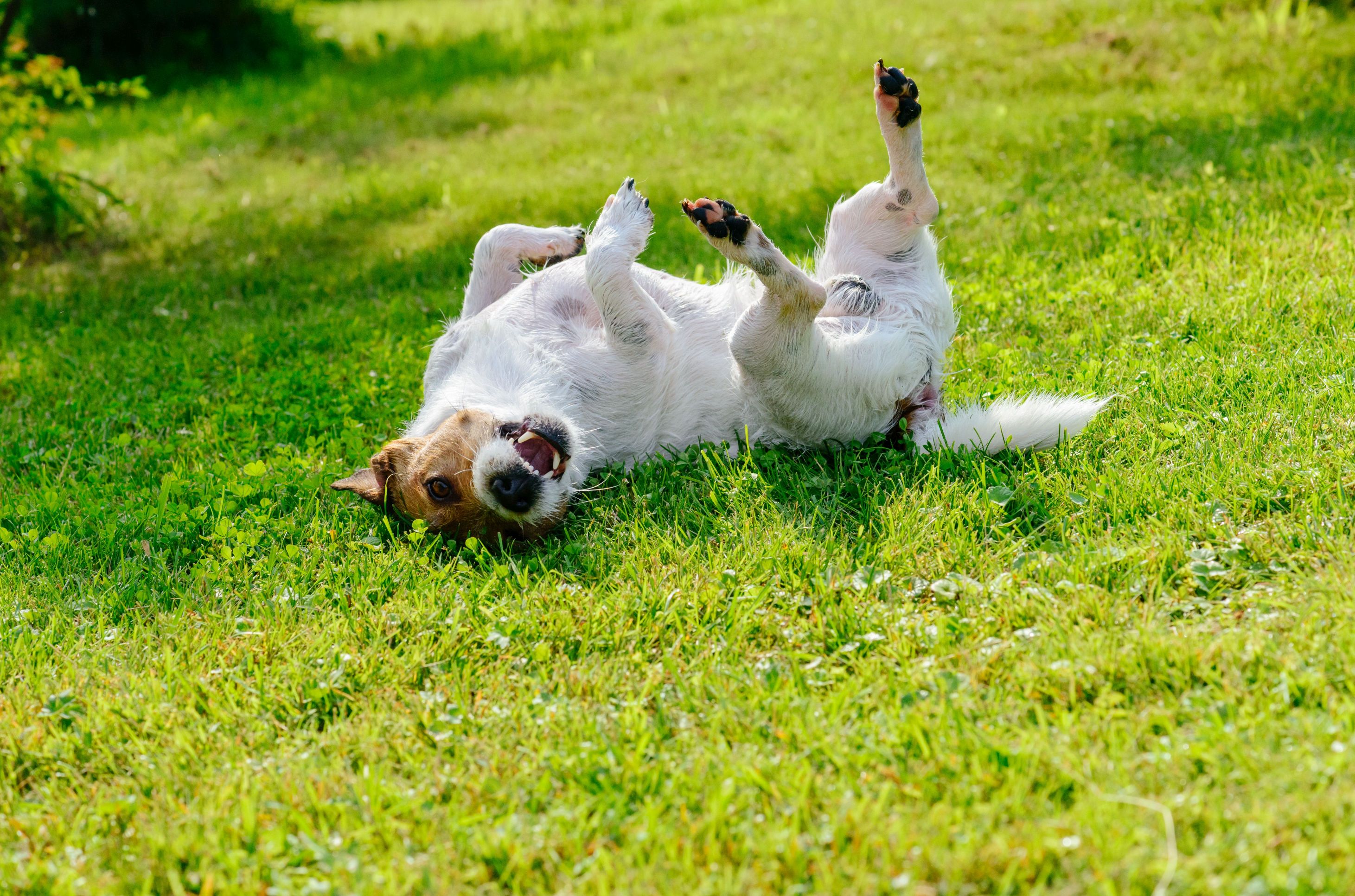 Come controllare se il cane ha le zecche (e come rimuoverle)