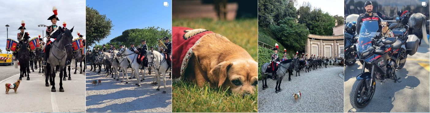 L'ultima parata di Briciola, la mascotte dei carabinieri. Veterana del 2 giugno, ha anche una pagina social