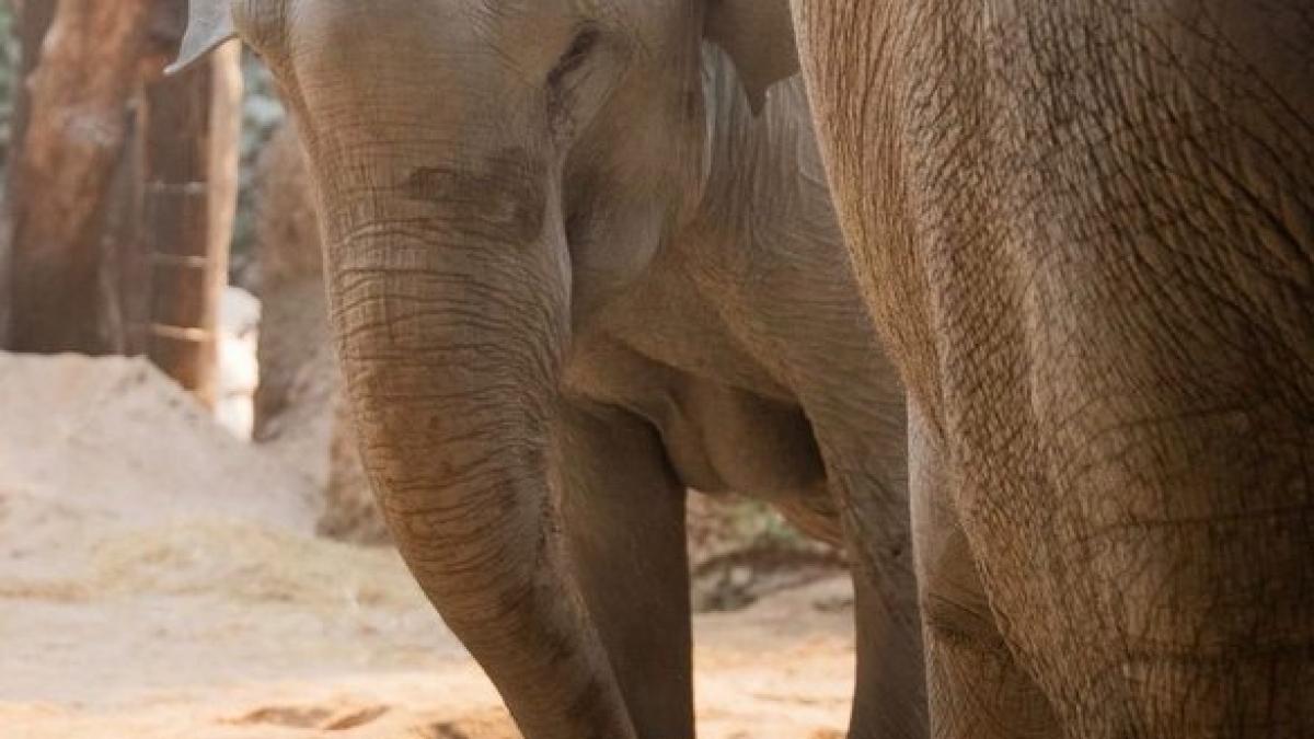 La storia del cucciolo di elefante soppresso un giorno dopo la nascita, lo zoo di Zurigo: «Non riusciva a reggersi in piedi. Non potevamo fare altro»