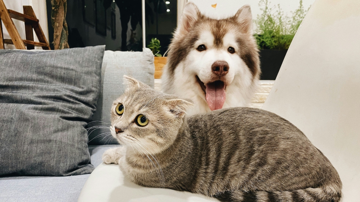 Quanto è intelligente davvero il vostro cane o gatto? E perché il «test della parete» non serve a capirlo
