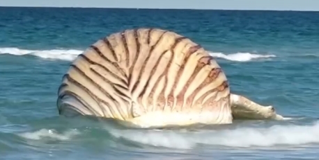 Com'era, com'è: la megattera Timmy morta è irriconoscibile. Ora l'autopsia in spiaggia