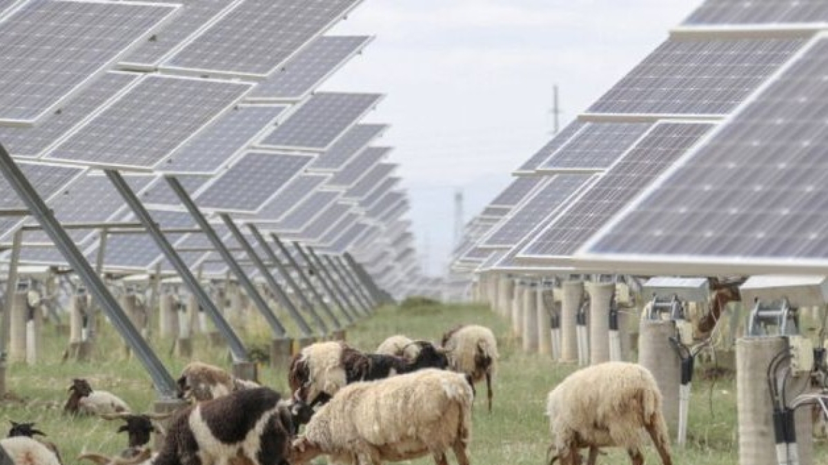 Grazie al più grande impianto solare del mondo è cresciuta l'erba nel deserto tibetano (e ci pascolano 20 mila pecore)