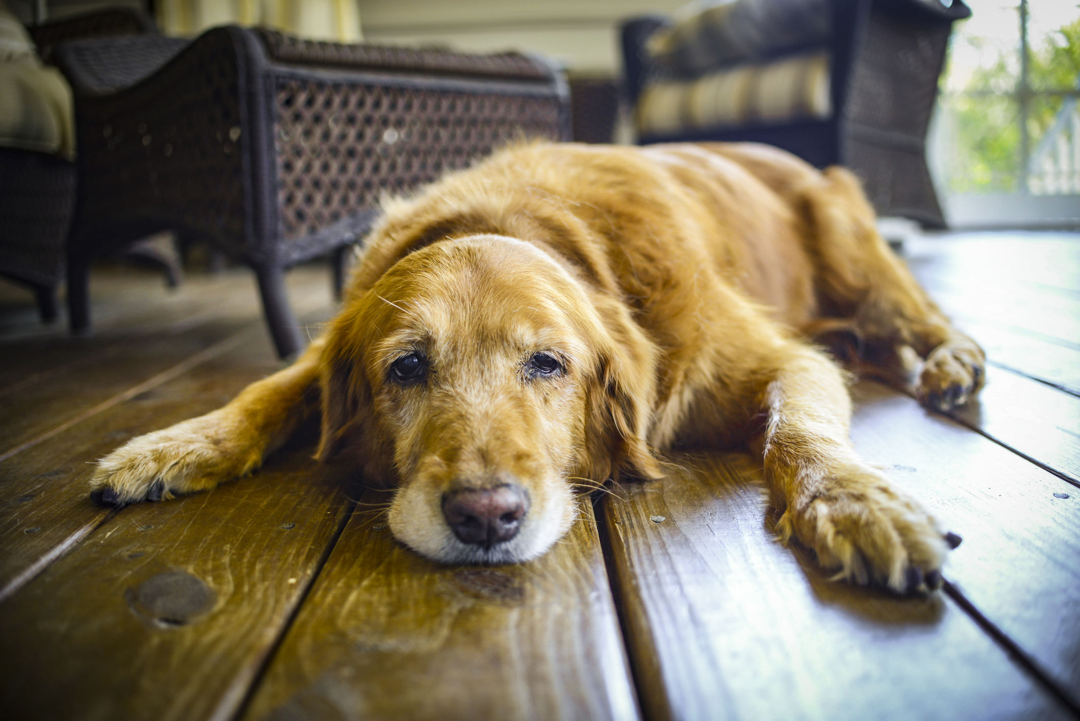 La «crisi del settimo anno» di cani e gatti: come affrontare l'inizio di una vecchiaia che diventa sempre più lunga