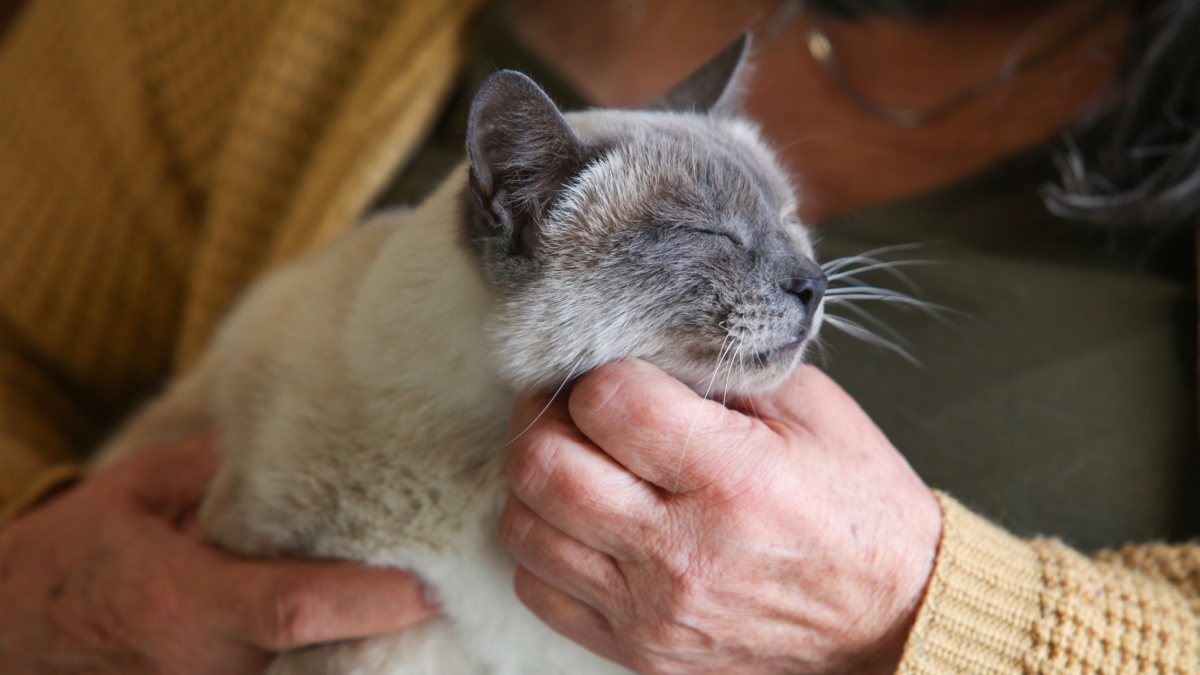 Cani e gatti anziani, cosa fare per prevenire malattie e regalare loro una terza età più sana e serena