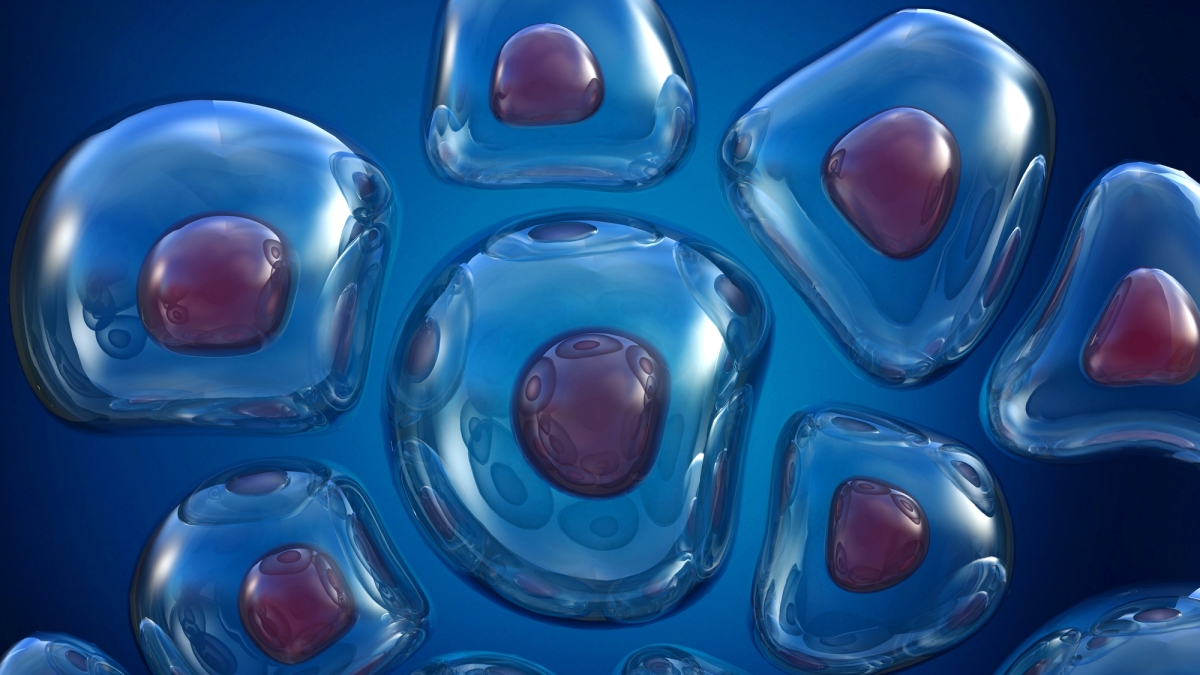 Un’indagine USA definisce un nuovo ruolo della senescenza cellulare nell'invecchiamento