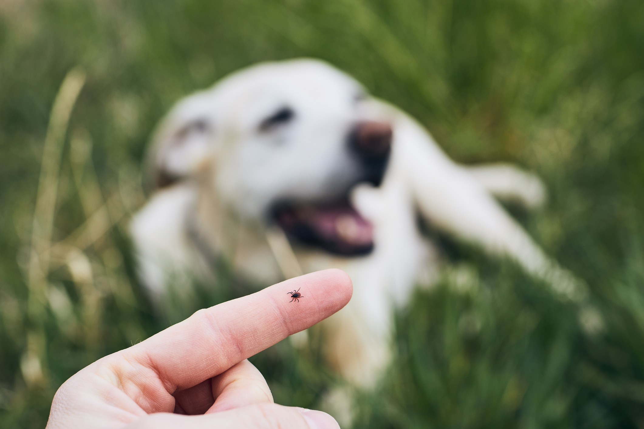 Zecche in aumento, un pericolo per noi e per i nostri cani: uno spray naturale e altri consigli per difendersi