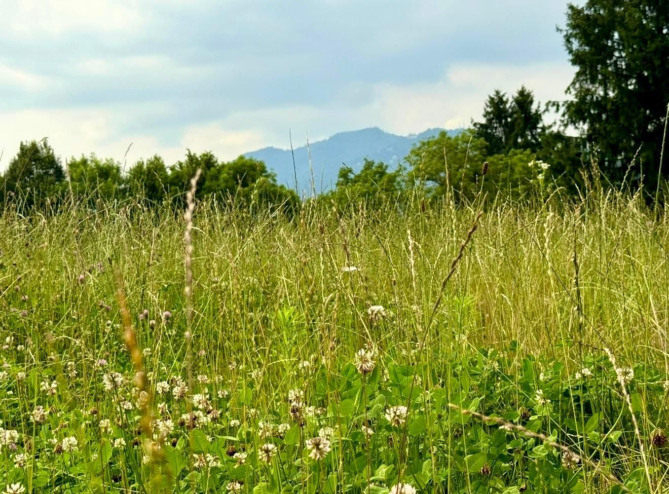 Zecche in aumento, un pericolo per noi e per i nostri cani: uno spray naturale e altri consigli per difendersi