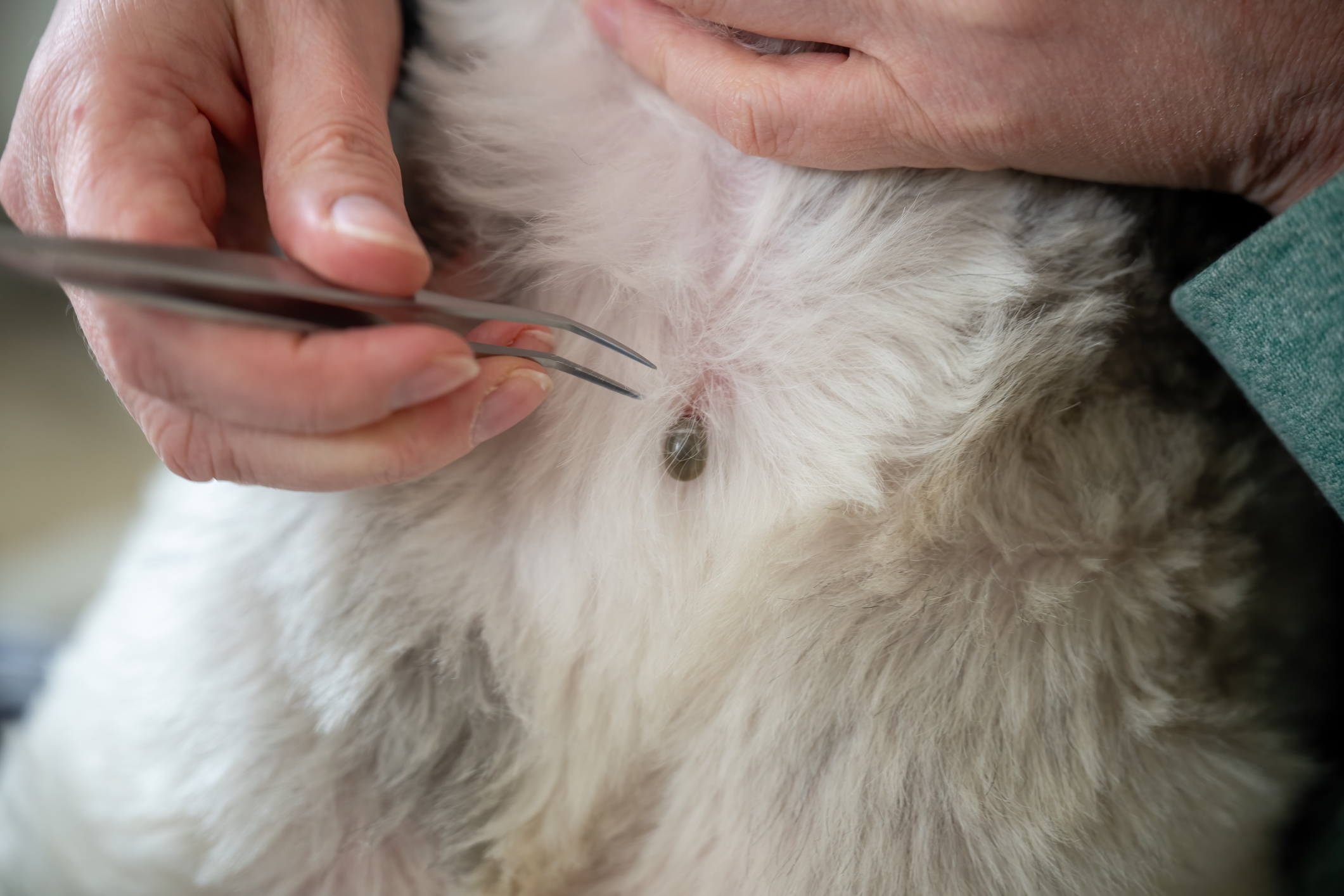 Zecche in aumento, un pericolo per noi e per i nostri cani: uno spray naturale e altri consigli per difendersi