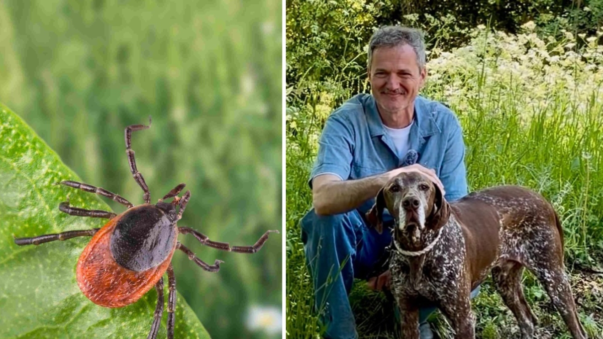 Zecche in aumento, un pericolo per noi e per i nostri cani: uno spray naturale fai-da-te e altri consigli per difendersi