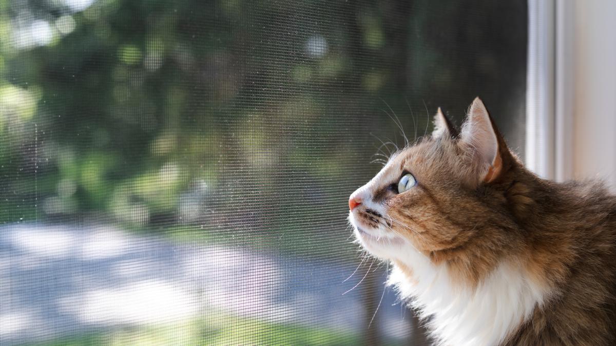 I gatti liberi di entrare e uscire da casa portano più malattie