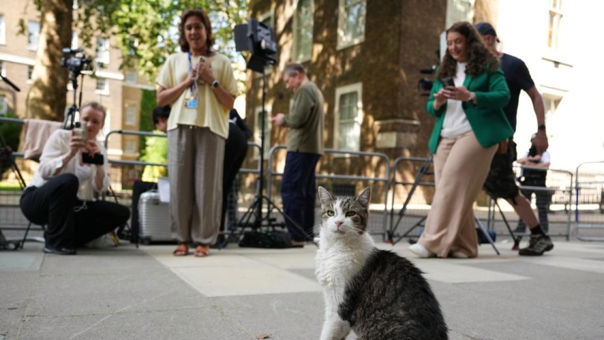 A Londra i primi ministri cambiano, ma Larry the cat resta: chi è il gatto che vive a Downing Street