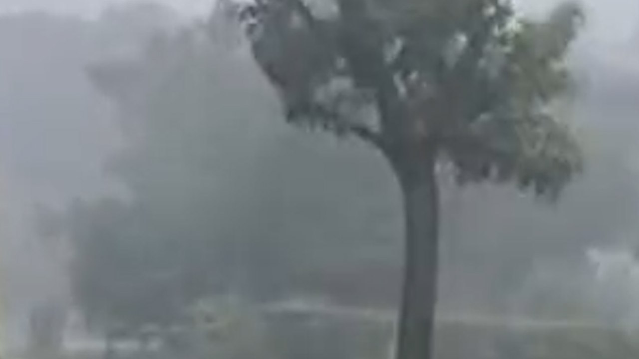Grandine e forti raffiche di vento oggi in Emilia Romagna, un grosso albero si abbatte in strada a Ferrara