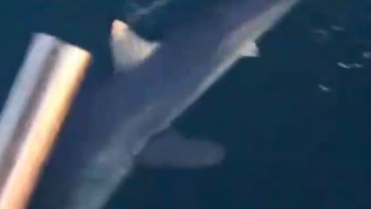 Uno squalo Mako di 2 metri all’amo di due pescatori: “Ha colpito più volte la barca, ho avuto paura”