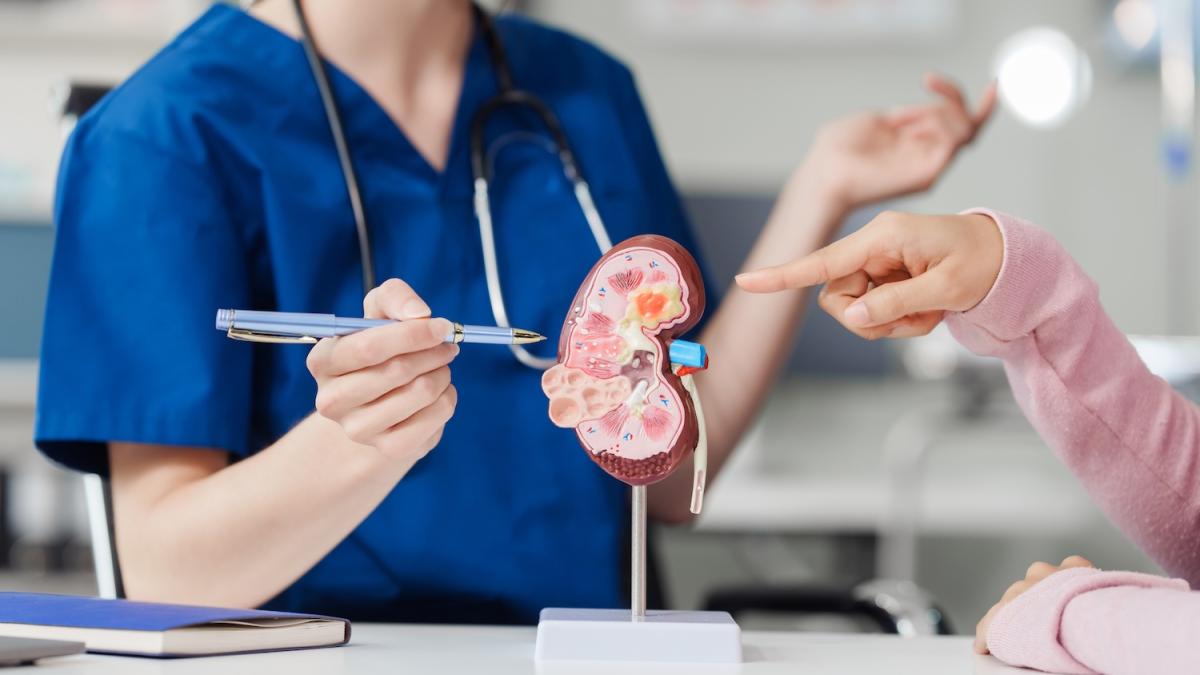 Salute dei reni in estate: come difenderli da calcoli e insufficienza